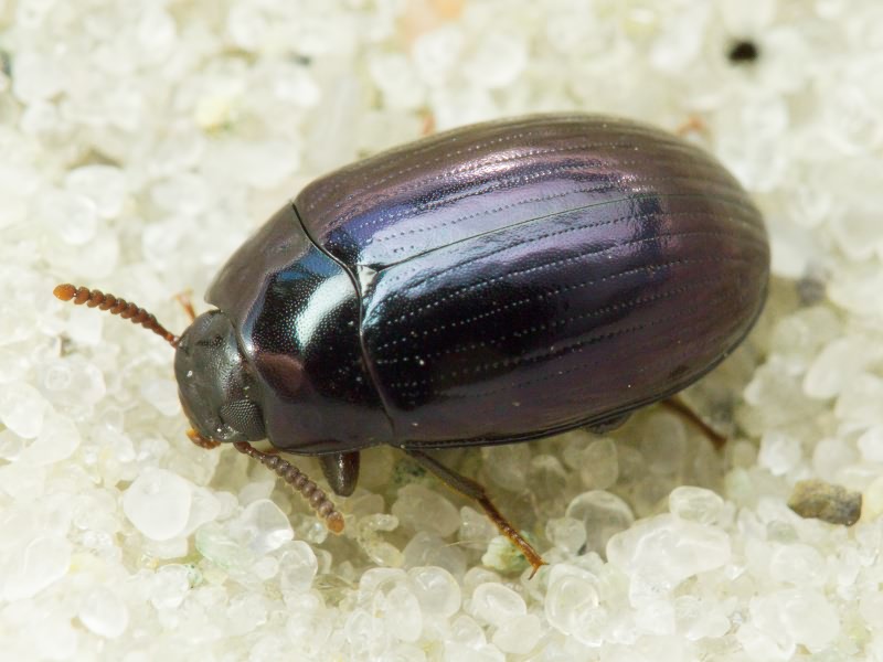 Platydema violaceum (Fabricius, 1790)